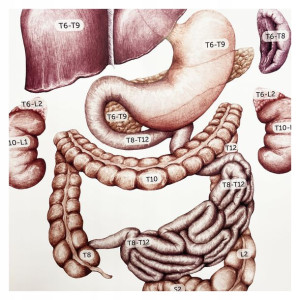 Tablica anatomiczna plansza medyczna UKŁAD TRZEWNY