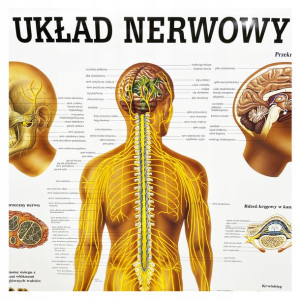 Tablica anatomiczna laminowana UKŁAD NERWOWY