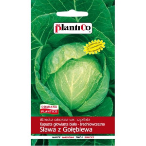 Kapusta Sława z Gołębiewa średniowczesna PlantiCo