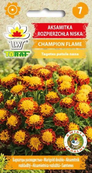 Aksamitka bordowo-żółta Champion Flame nasiona Toraf