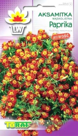 Aksamitka wąskolistna czerwono-żółta Paprika nasiona Aksamitki Toraf