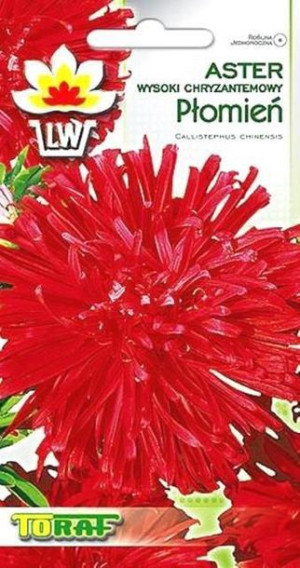  Aster chryzantemowy wysoki Płomień czerwony nasiona Astra Toraf