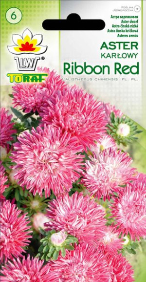Aster karłowy Ribbon red różowo-czerwony nasiona Astra karłowego Toraf