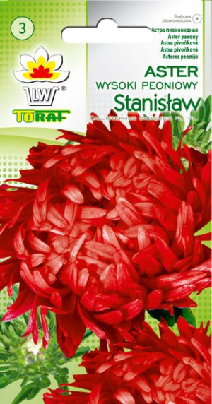 Aster peoniowy wysoki Stanisław czerwony nasiona Astra peoniowego Toraf