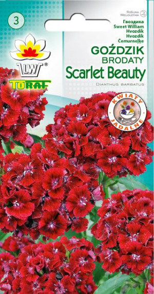 Goździk brodaty Scarlet Beauty bordowy czerwony nasiona Gożdzika  Toraf