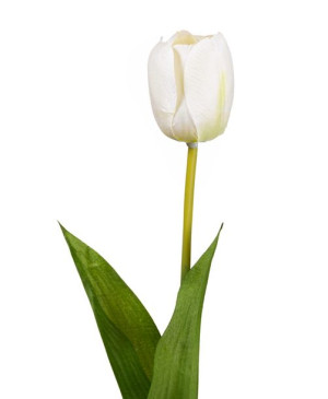 Tulipan kremowy gałązka