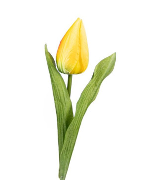Tulipan żółty gałązka