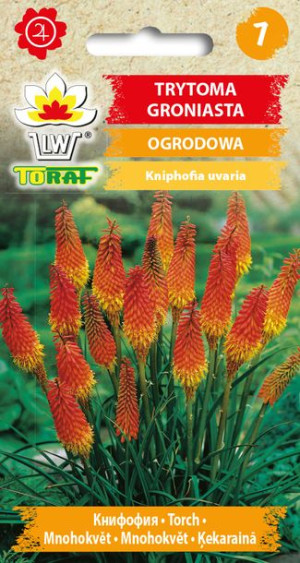 Trytoma groniasta Żółto-Pomarańczowa nasiona Trytomy groniastej Toraf 0.5g