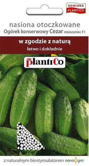 Ogórek gruntowy Cezar F1 konserwowy nasiona otoczkowane Plantico