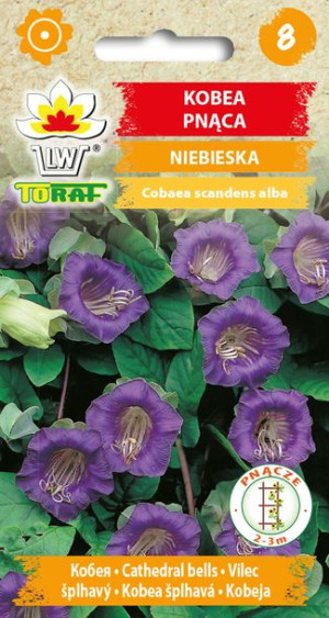 Kobea pnąca fioletowa nasiona 6 sztuk Toraf