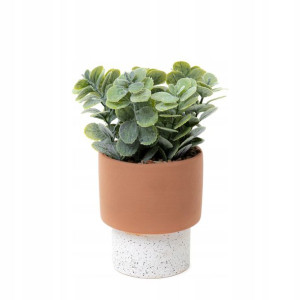 Roślina KWIATEK DOMS w ceramicznej doniczce 22 cm