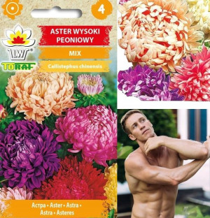 Aster Peoniowy Mix Kolorów Duże Kwiaty