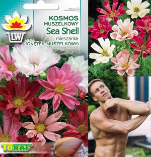 Kosmos Muszelkowy Sea Shell Onętek Mix Nasiona
