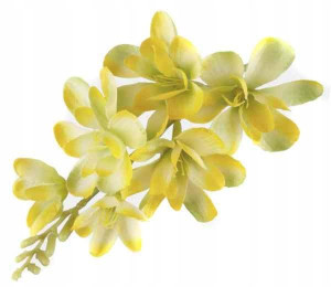 FREZJA mięsista główka kwiat Yellow/Green