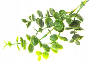 EUKALIPTUS Gałązka Ozdobna EUKALIPTUS Green