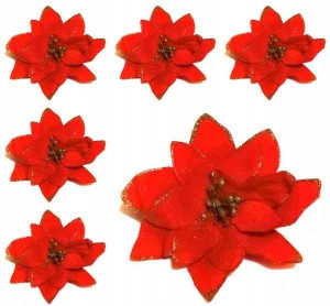 Poinsecja VELVET red GWIAZDA BETLEJEMSKA 6 szt