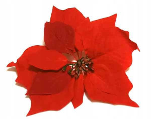 Poinsecja VELVET red GWIAZDA BETLEJEMSKA 22cm