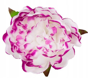 Peonia tafta główka Kwiat White/Purple edge