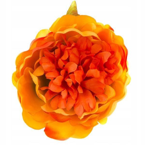 Peonia tafta główka Kwiat Orange/Yellow