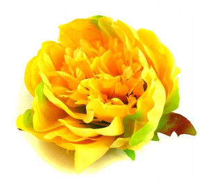 Peonia tafta główka Kwiat Yellow Green