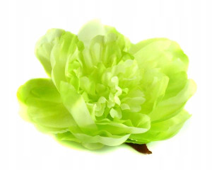 Peonia tafta główka Kwiat Green