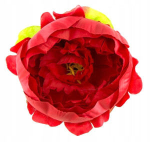 Peonia tafta główka kwiat Red CUDNA!