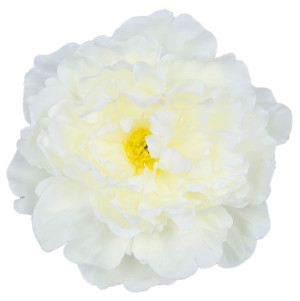 Peonia główka DUŻA Cream 17,50 cm