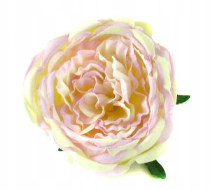 Róża peoniowa główka RÓŻA Cream/Pink