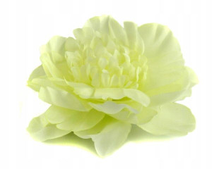 Peonia tafta główka Kwiat Cream