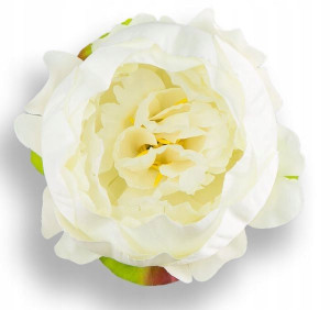 Peonia tafta główka kwiat Cream CUDNA!
