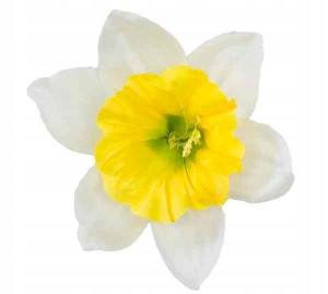 ŻONKIL główka cream/yellow Sztuczne kwiaty