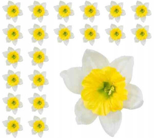 ŻONKIL główka cream/yellow Sztuczne kwiaty 24 szt