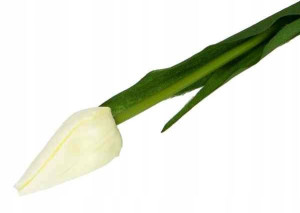 Tulipan w pąku gałązka 50 cm Cream