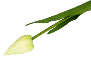 Tulipan w pąku gałązka 50 cm Cream/Green