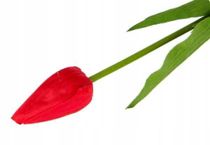 Tulipan w pąku gałązka 50 cm Red
