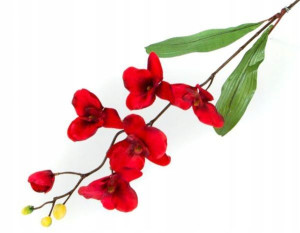 STORCZYK gałązka Phalaenopsis Red