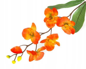 STORCZYK gałązka Phalaenopsis Orange