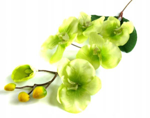 STORCZYK gałązka Phalaenopsis Green