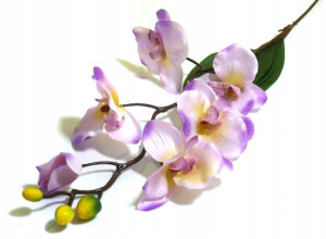 STORCZYK gałązka Phalaenopsis Lt.Pink/Purple