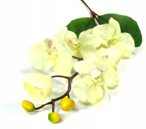 STORCZYK gałązka Phalaenopsis Cream