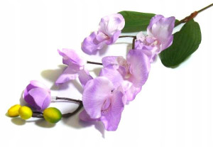 STORCZYK gałązka Phalaenopsis Lavender