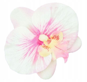 Storczyk Phalaenopsis - główka Cream/Pink