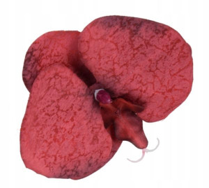Storczyk Phalaenopsis - główka KWIAT dk.Red