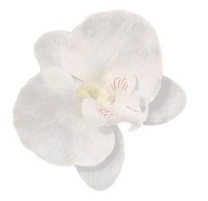 Storczyk Phalaenopsis - główka KWIAT White