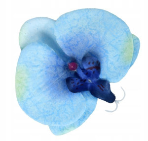Storczyk Phalaenopsis - główka KWIAT Blue