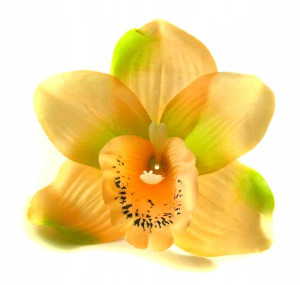 Storczyk cymbidium główka Kwiat Peach/green
