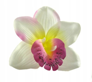 Storczyk cymbidium główka Kwiat Cream/Purple