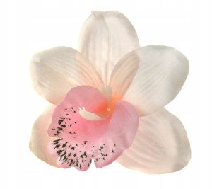 Storczyk cymbidium główka Kwiat Lt.Pink
