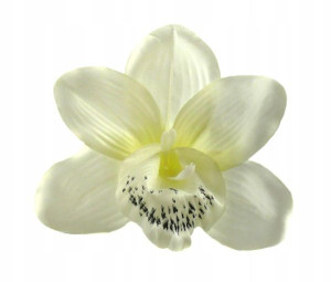 Storczyk cymbidium główka Kwiat Cream