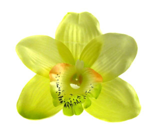 Storczyk cymbidium główka Kwiat Lt.Green